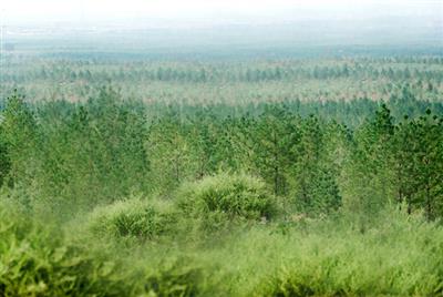 濟南市市中區自然資源局2023年森林撫育項目